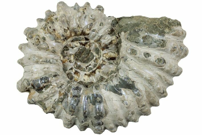 Bumpy Ammonite (Douvilleiceras) Fossil - Madagascar #224595